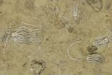 Plate of Crinoid, Starfish & Bryozoa Fossils - Illinois? #240260-2